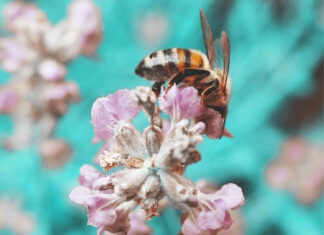 La propoli: un elisir per i nostri capelli! Science Haircare La propoli